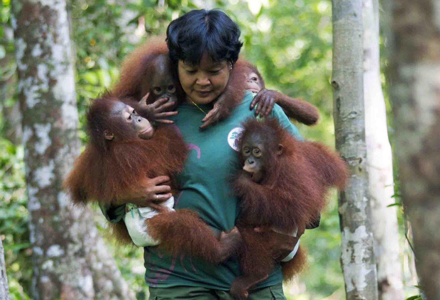 Restore rainforest on Borneo  Protect the orangutan - Trees for All