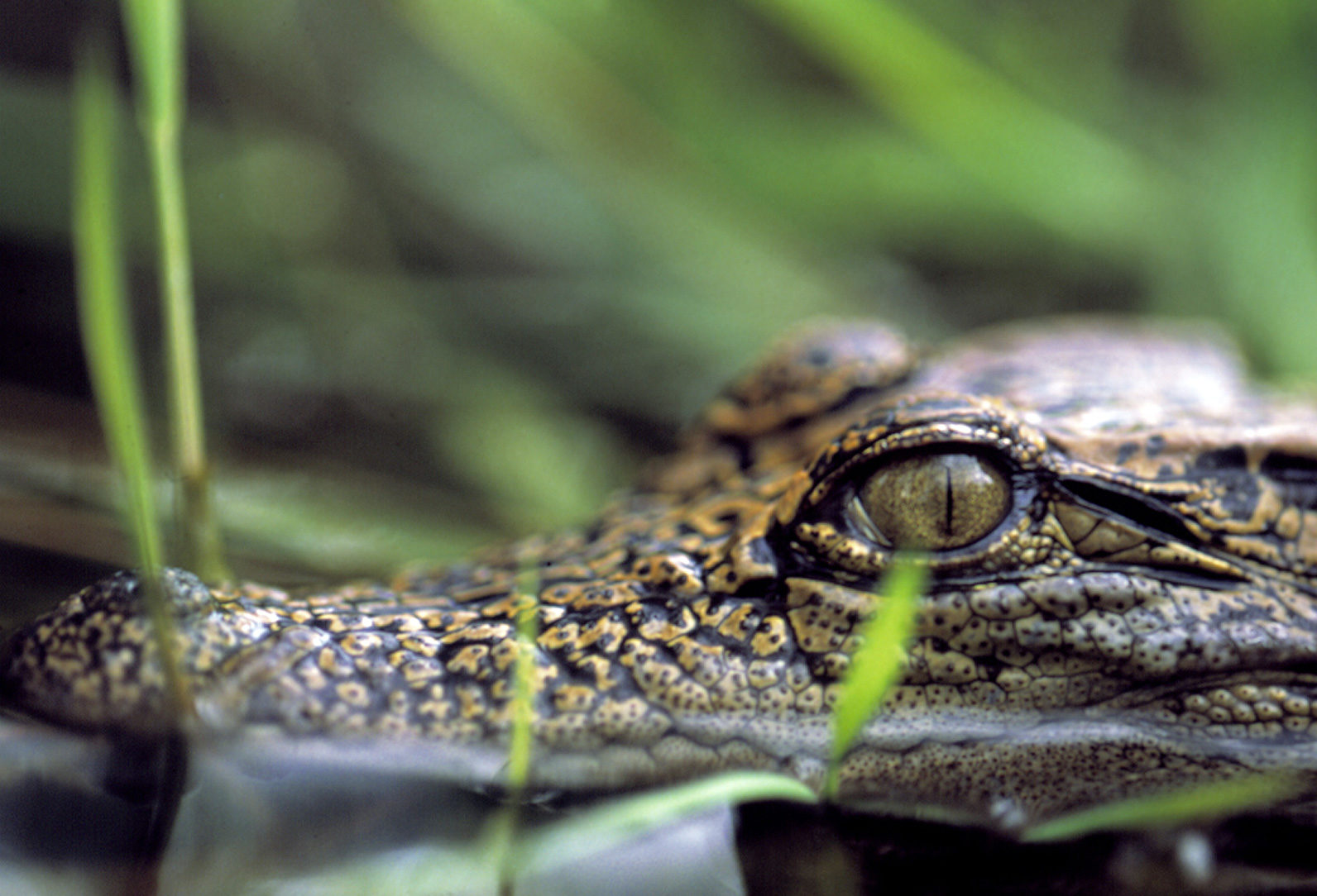 Siamese Crocodile  Crocodiles Of The World