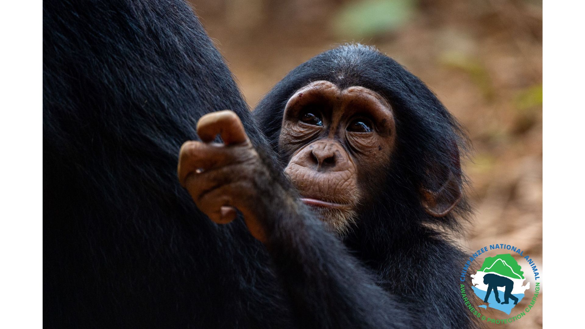 Wildlife Encounters in Sierra Leone's National Parks - Tacugama Chimpanzee Sanctuary